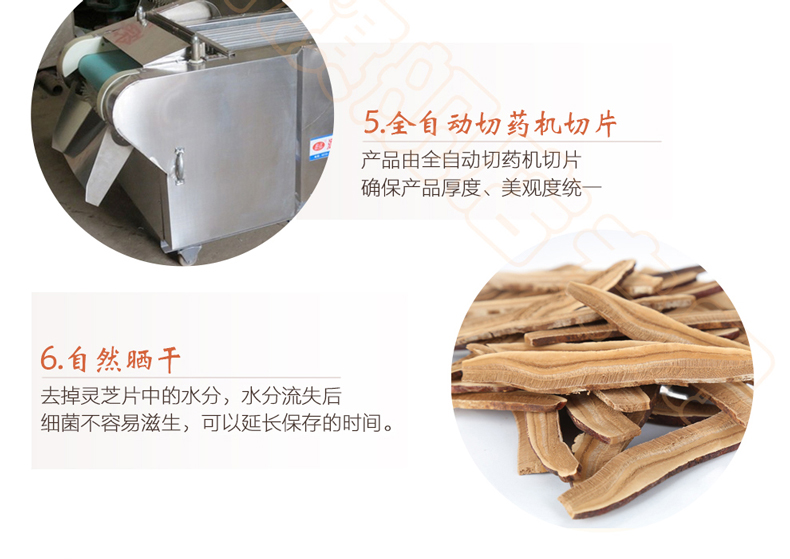 上海菇新 段木靈芝切片