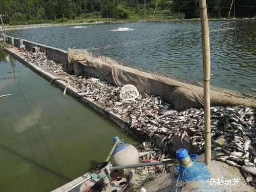 3萬(wàn)魚(yú)熱死