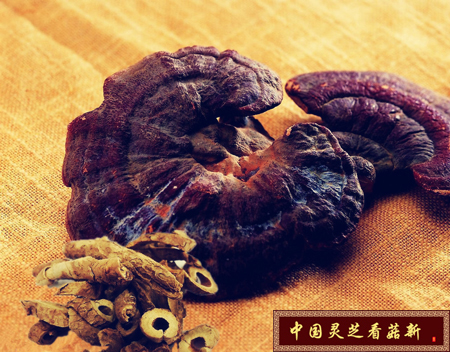靈芝的品質決定了靈芝孢子粉的價格