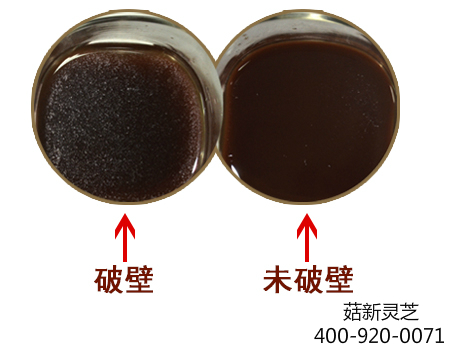 破壁和未破壁靈芝孢子粉沖水對比