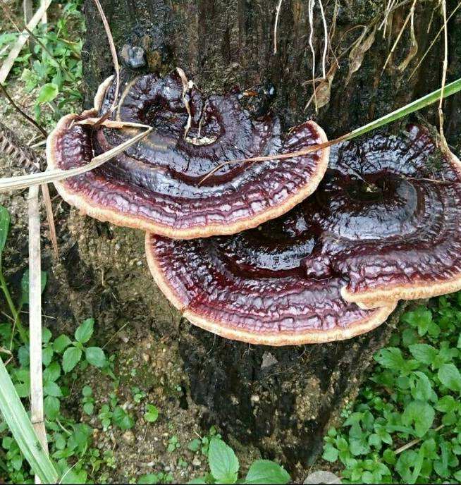 靈芝富含靈芝多糖、靈芝三萜等