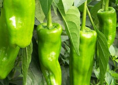 果蔬農(nóng)殘測定儀減輕食品實(shí)驗(yàn)室檢測壓力