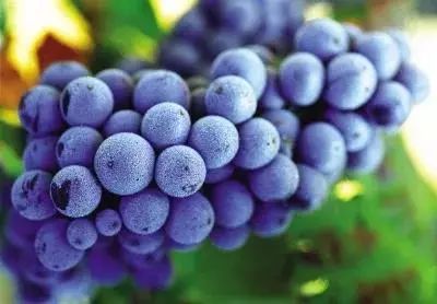 葡萄上的白霜可以食用嗎？食品安全檢測(cè)儀幫你鑒定