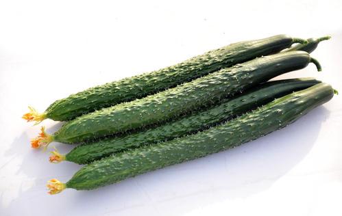 冬季來臨，黃瓜種植應(yīng)該采取哪些措施