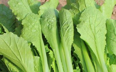 農(nóng)藥殘留檢測(cè)儀 農(nóng)藥殘留檢測(cè)儀