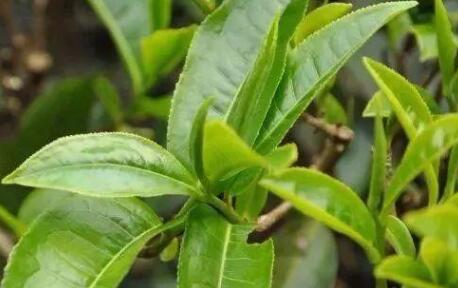 茶葉農(nóng)殘檢測儀 茶葉農(nóng)殘檢測儀