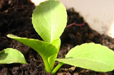 農(nóng)藥殘留速測儀