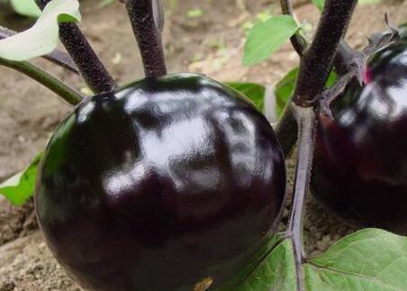 農(nóng)殘快速檢測儀 農(nóng)殘快速檢測儀