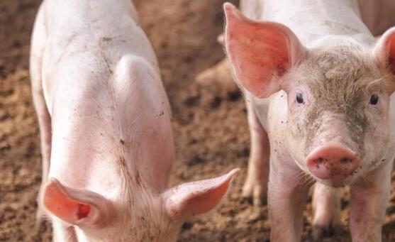 瘦肉精檢測儀 瘦肉精檢測儀