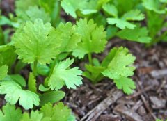 購買果蔬農(nóng)殘檢測儀，為何要選擇山東云唐？