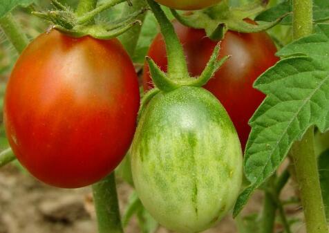 農殘快速檢測儀 農殘快速檢測儀