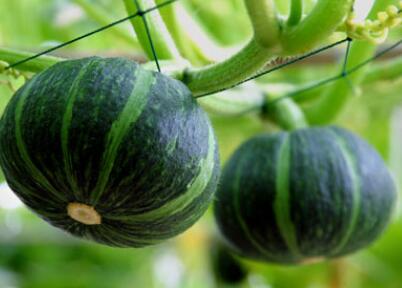 便攜式農(nóng)殘儀 便攜式農(nóng)殘儀